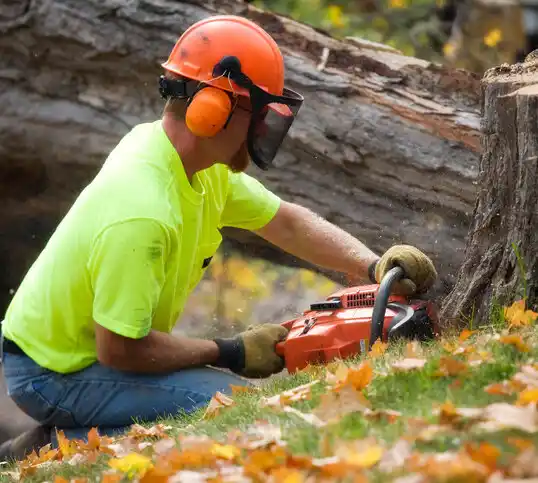 tree services Easton